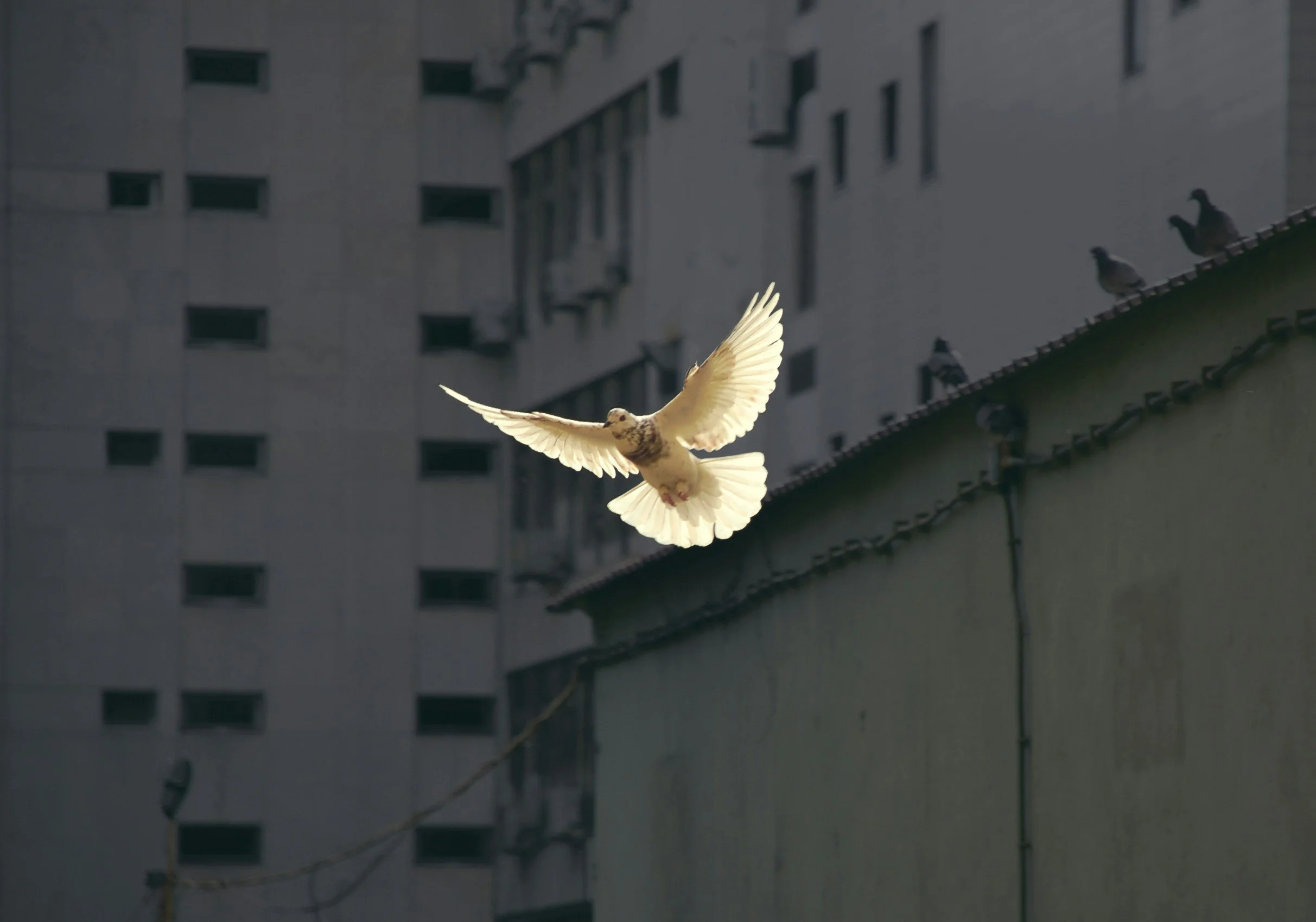 A white bird in flight near a building with a gray wall and several pigeons perched on a ledge.